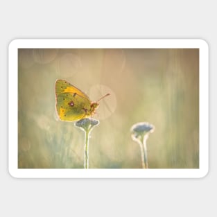 Clouded Yellow Sticker